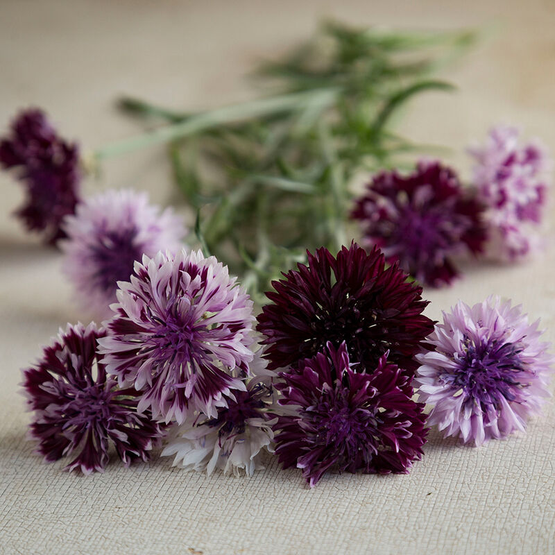 Classic Magic - Semillas de Flor Centaurea