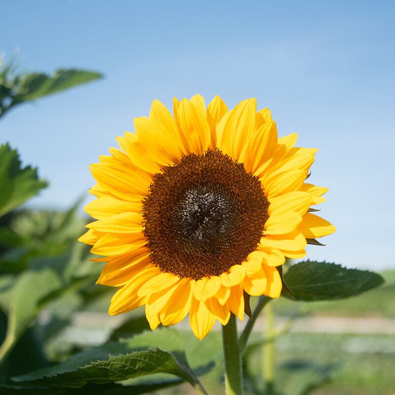 ProCut® Orange Excel - Semillas F1 de Girasol Alto