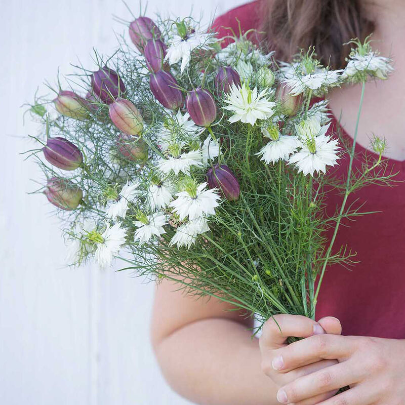 Albion Black Pod - Semillas de Flor Nigella