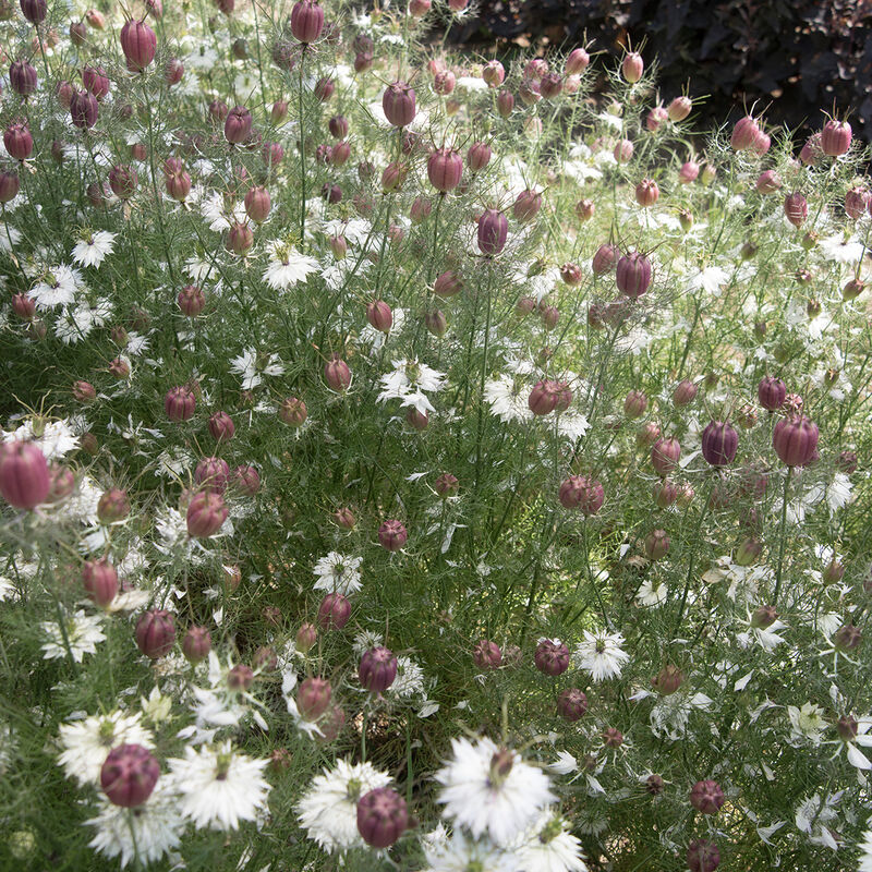 Albion Black Pod - Semillas de Flor Nigella