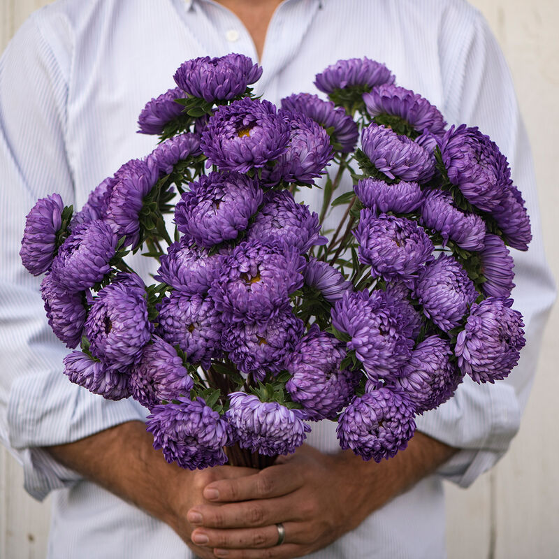 Tower Blue - Semillas de Flor China Aster Morada