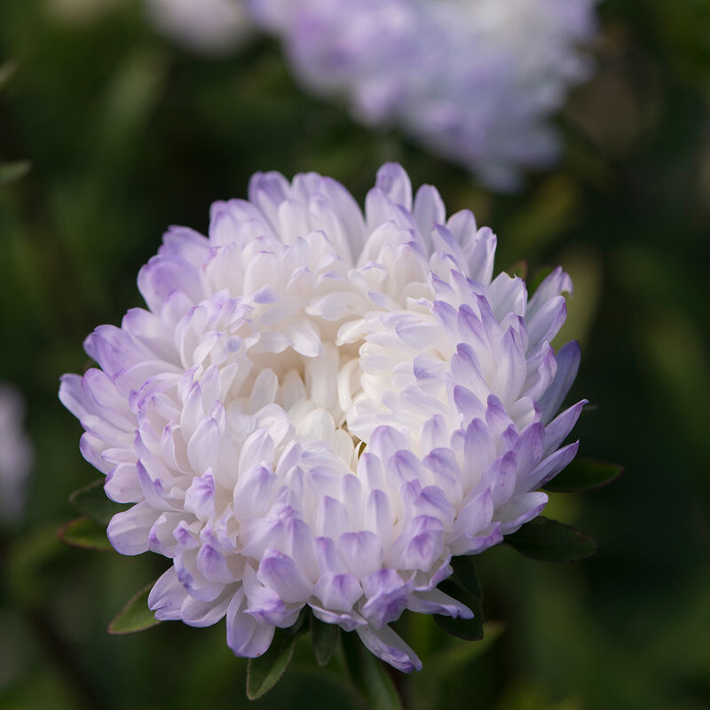Tower Silver - Semillas de Flores China Aster
