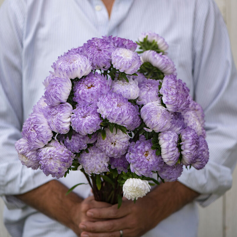 Tower Silver - Semillas de Flores China Aster