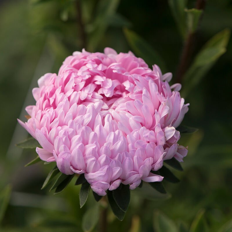 Tower Salmon - Semillas de Flores China Aster