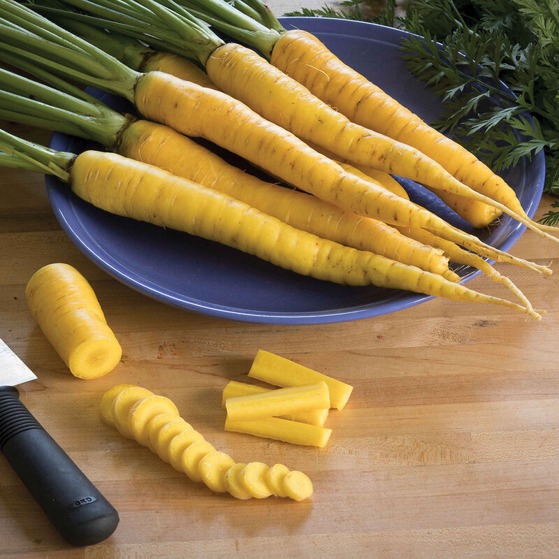 Yellowstone - Semillas Orgánicas de Zanahoria Amarilla 