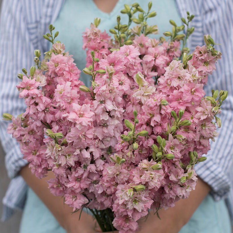 QIS Light Pink - Semillas de Flor de Espuela de Caballero