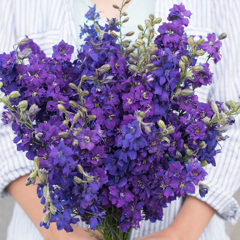 QIS Dark Blue - Semillas de Flor de Espuela de Caballero