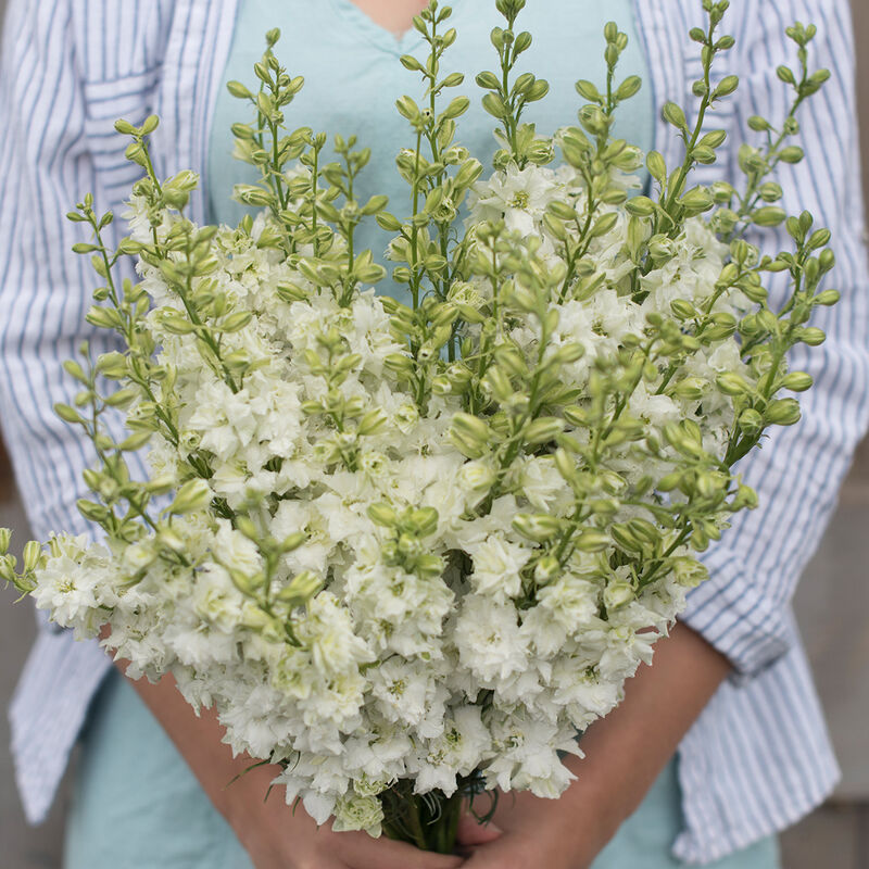 QIS White - Semillas de Flor de Espuela de Caballero