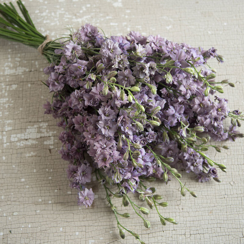 Misty Lavender - Semillas de Flor de Espuela de Caballero