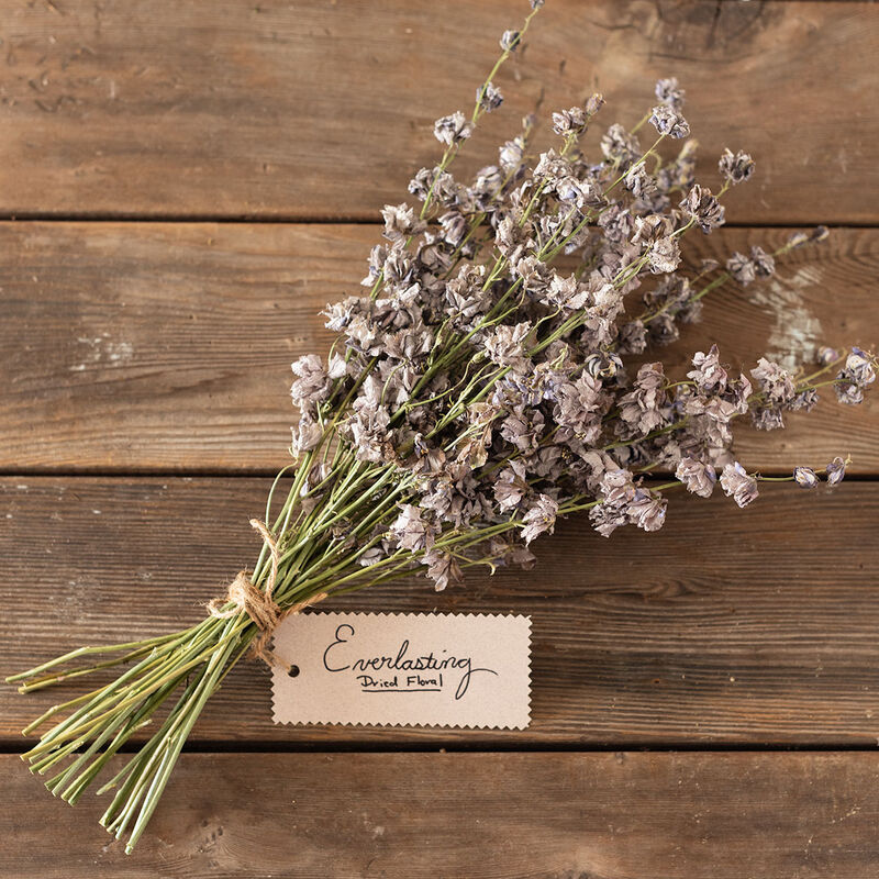 Misty Lavender - Semillas de Flor de Espuela de Caballero
