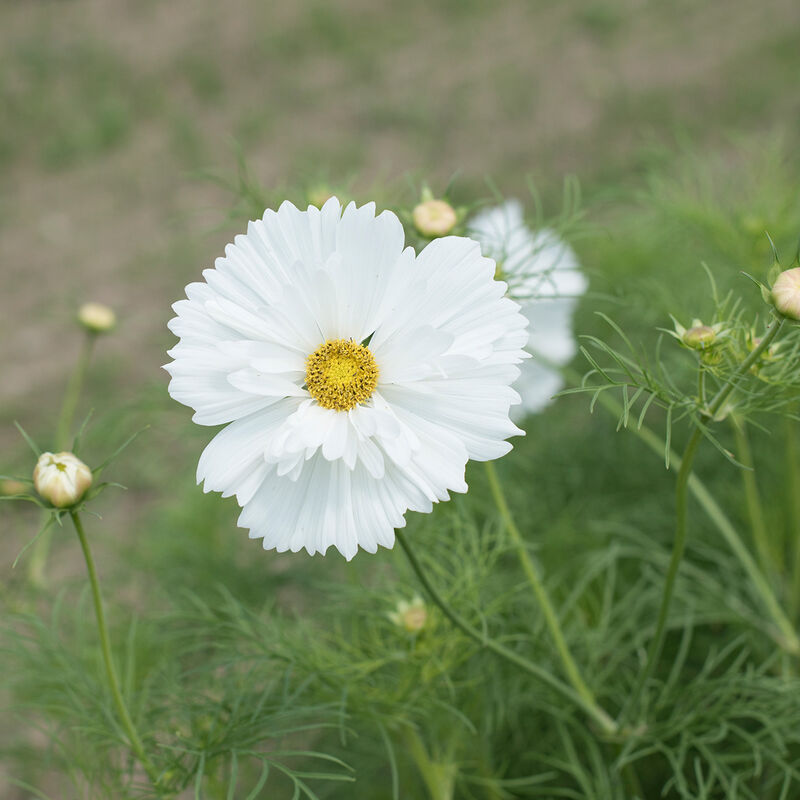 Fizzy White - Semillas de Flor Cosmos