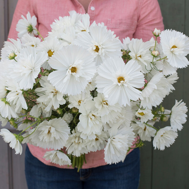 Fizzy White - Semillas de Flor Cosmos