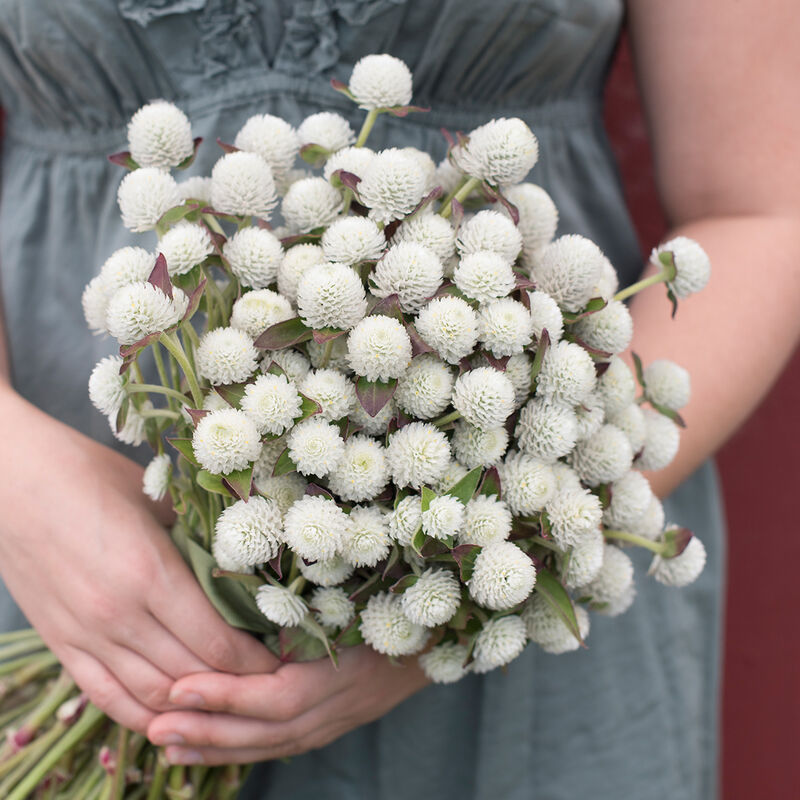Audray White - Semillas de Flor Gomphrena