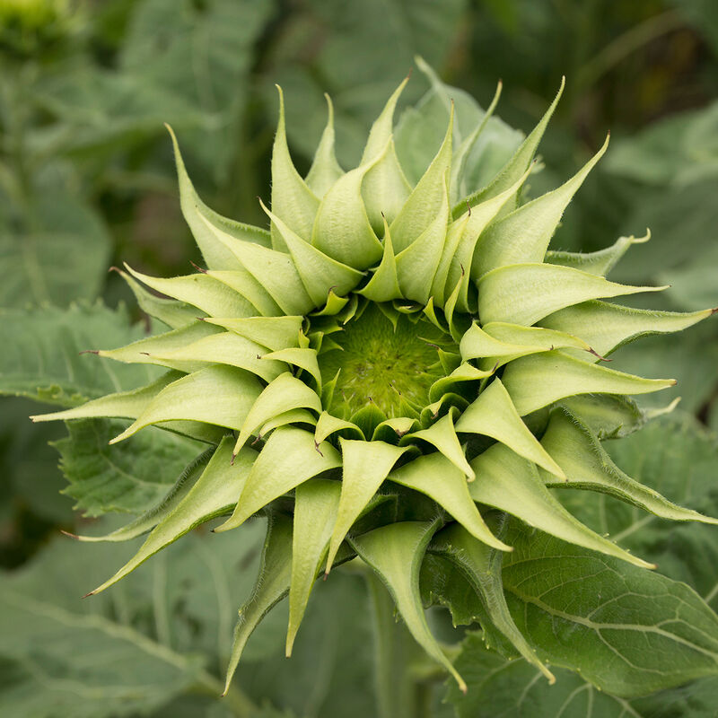 SunFill Green - Semillas F1 de Girasol Verde Alto