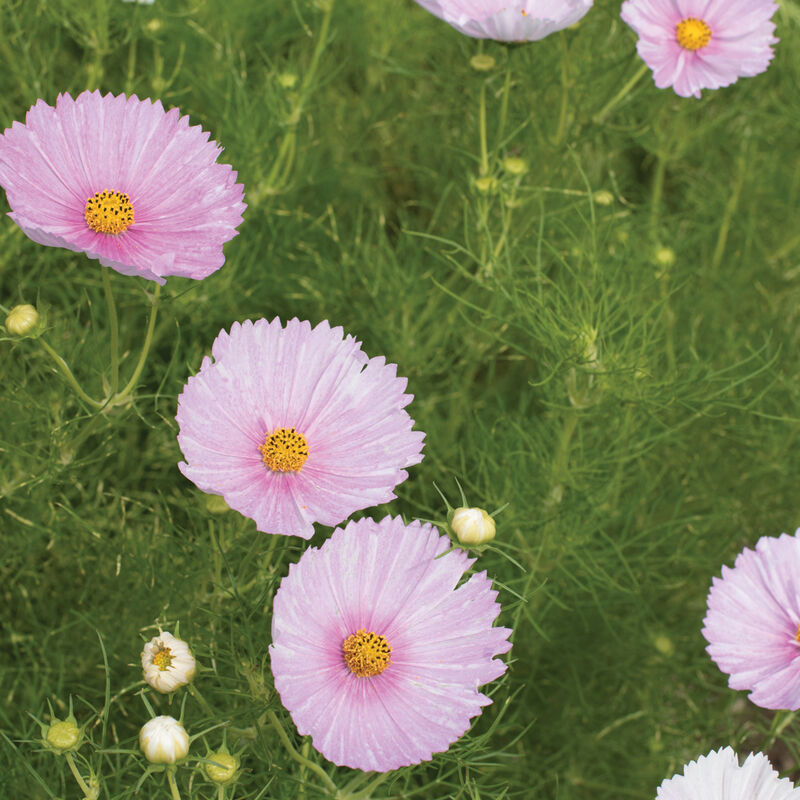 Cupcakes Blush - Semillas de Flor Cosmos