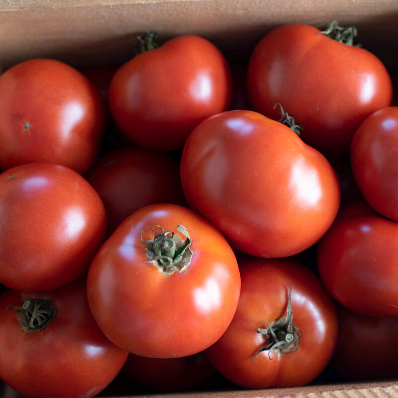 Wisconsin 55 - Semillas de Tomate Orgánico