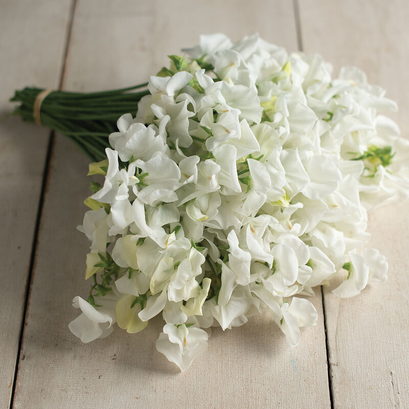 Royal Wedding - Semillas de Flor Arvejilla Blanca