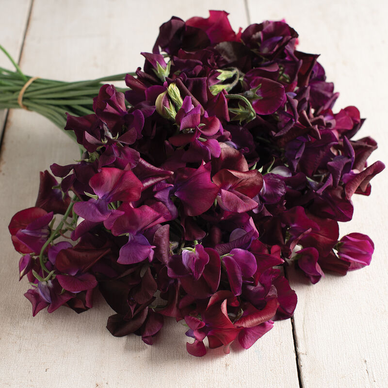 Midnight - Semillas de Flor Arvejilla