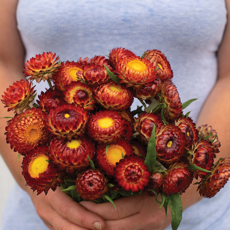 Copper Red - Semillas de Flor de Paja Roja