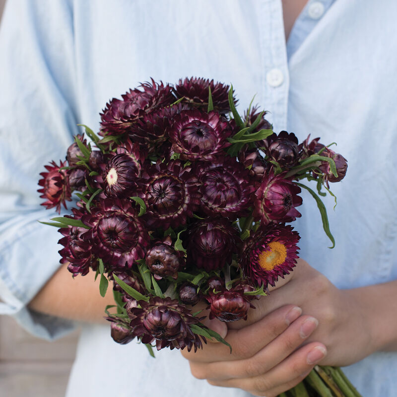 Purple Red - Semillas de Flor de Paja