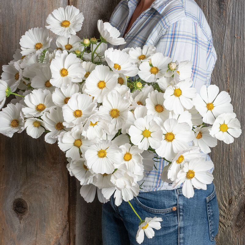 Afternoon White - Semillas de Flor Cosmos