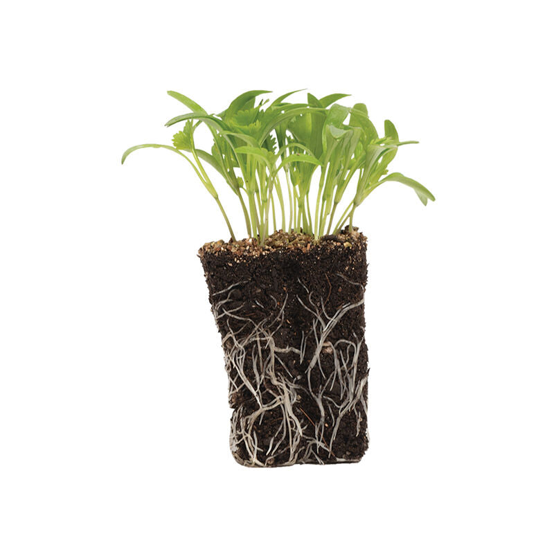 Cilantro, Monogerm Semillas de microvegetales