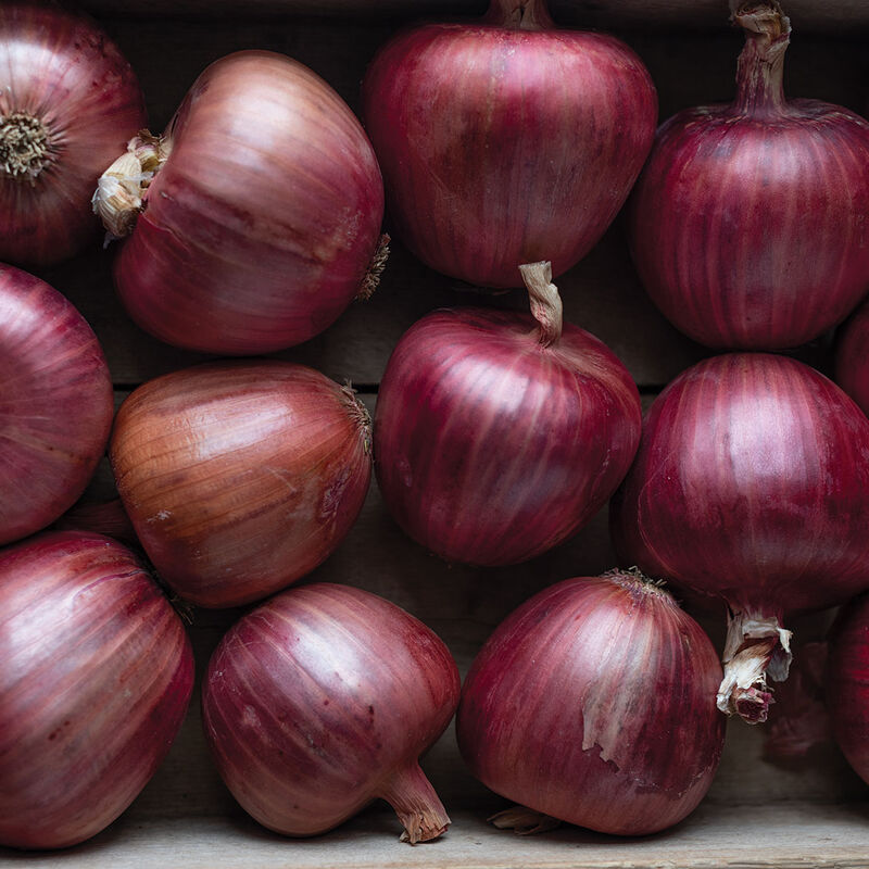 Rossa di Milano - Semillas Orgánicas de Cebolla Morada