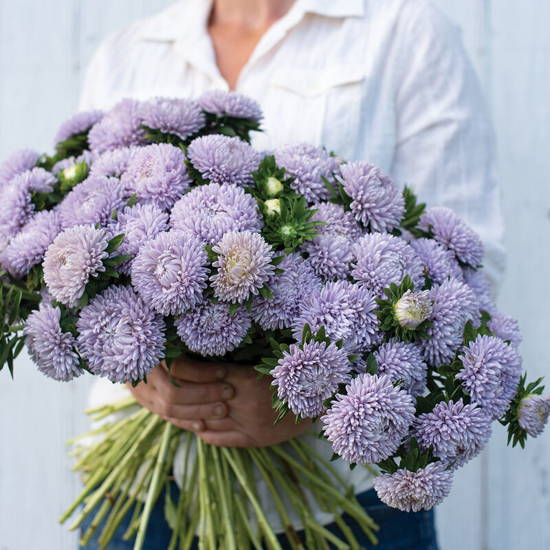Lady Coral Lavender - Semillas de Flor China Aster
