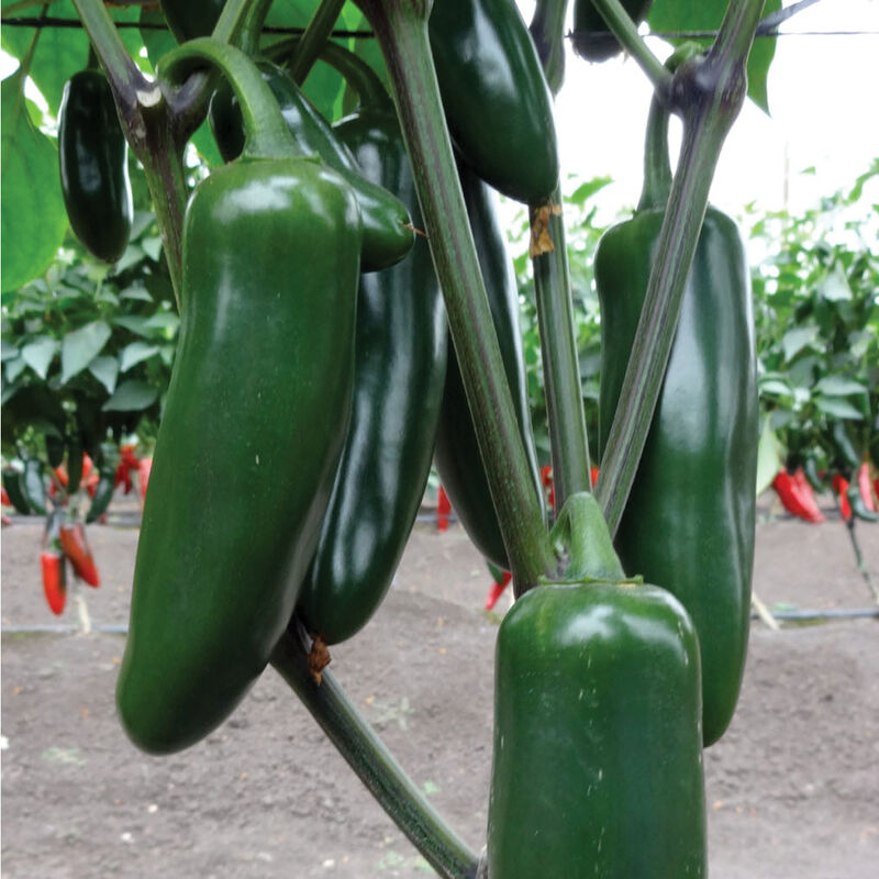 Jedi - Semilla de chile jalapeño tratada (F1)