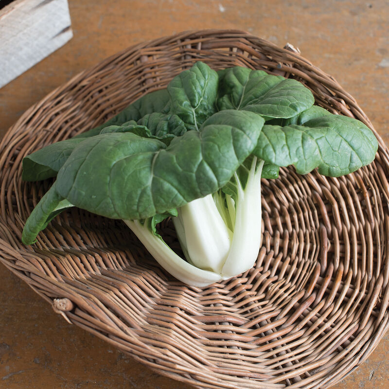 Asian Delight - Semillas F1 de Pak Choi
