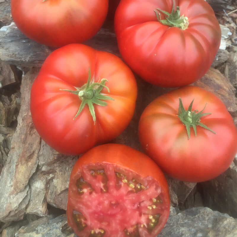 Tasmanian Chocolate  - Semillas de Tomate Orgánico
