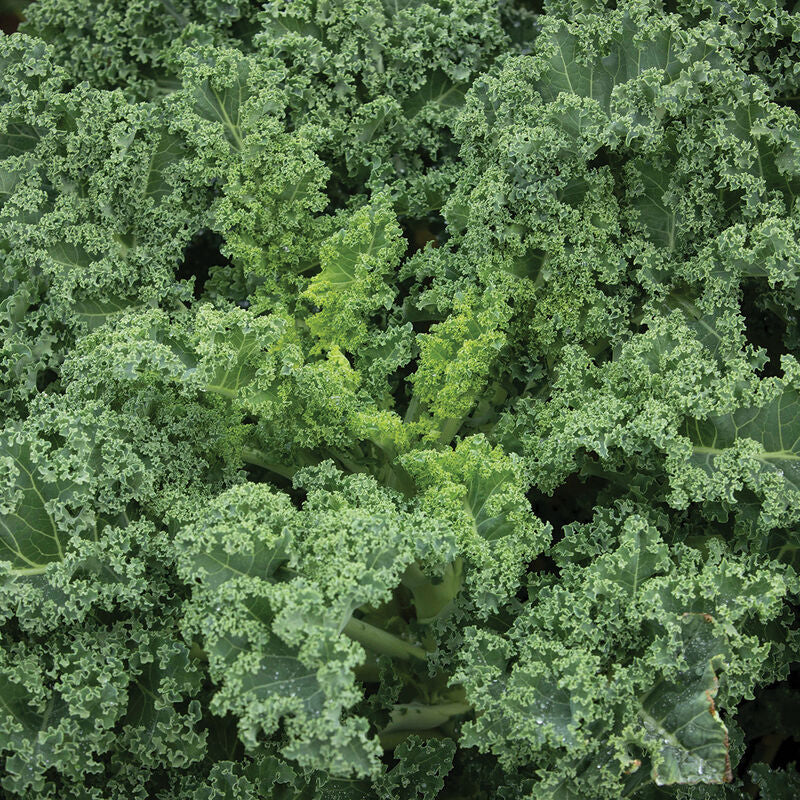 Westlandse Winter - Semillas Orgánicas de Col Rizada (Kale)