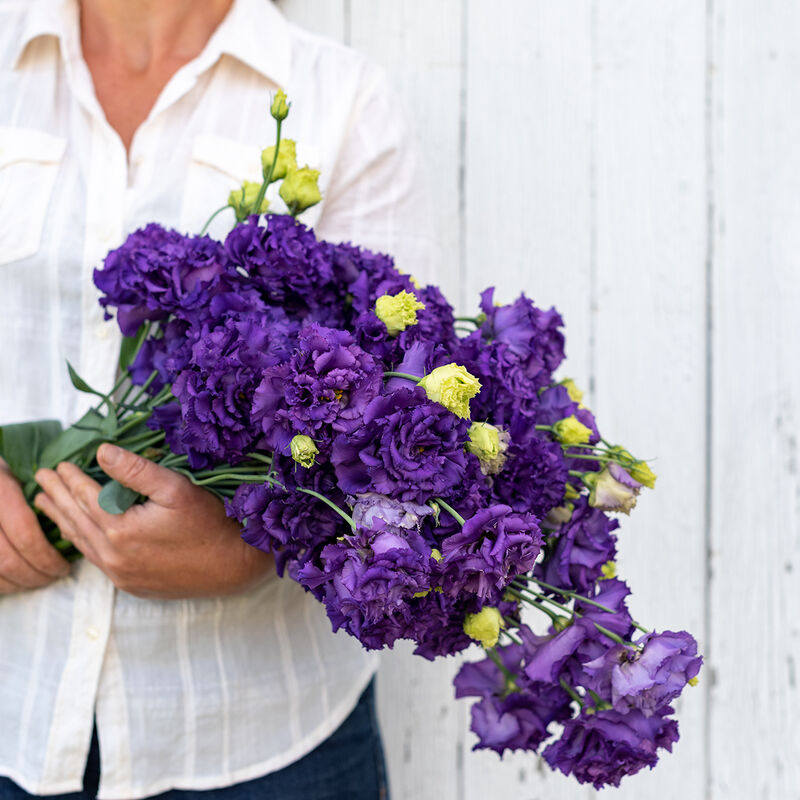 Voyage 2 Blue F1 - Semillas Peletizadas de Lisianthus