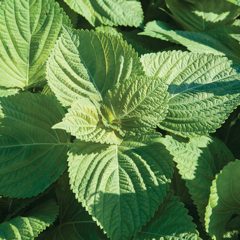 Asia Ip - Semillas de Albahaca Japonesa