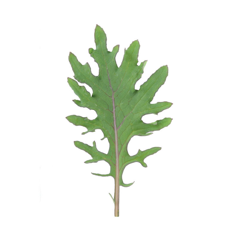 Red Russian - Semillas Orgánicas de Col Rizada