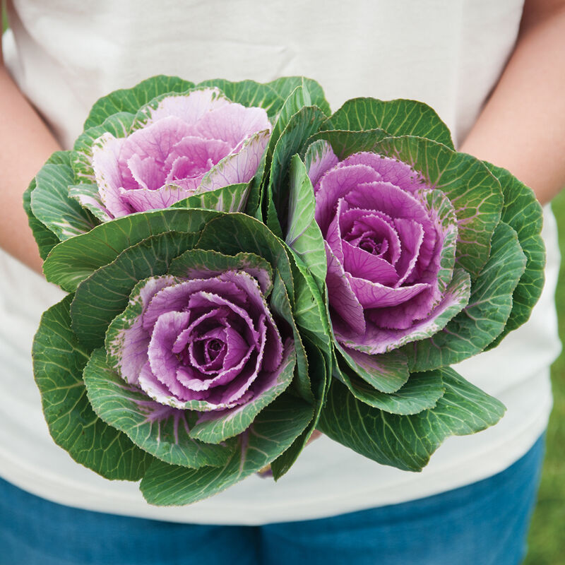 Crane Pink - Semillas F1 de Col Rizada Ornamental