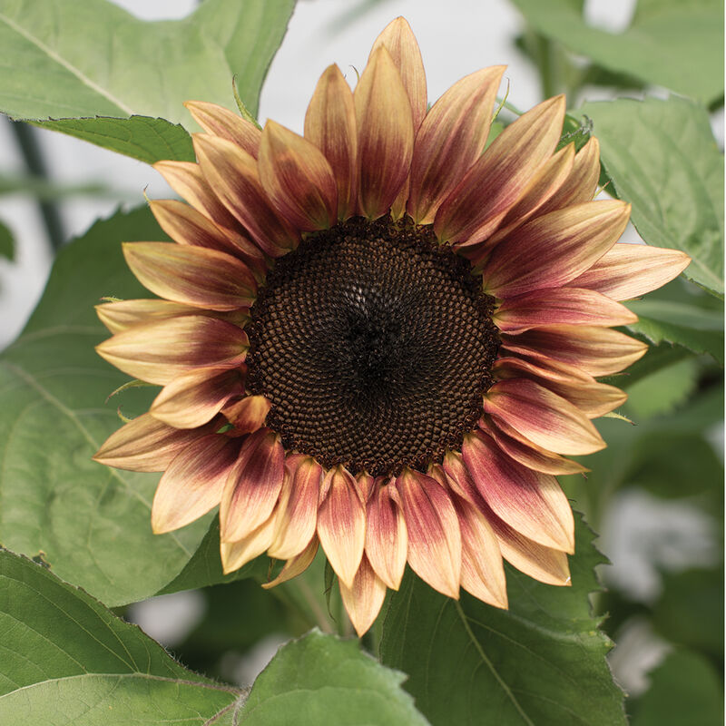 ProCut® Plum - Semillas F1 de Girasol Alto
