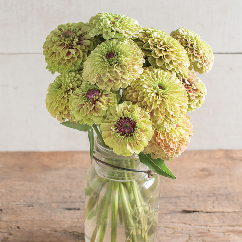 Queeny Lime with Blush - Semillas de Flor Zinnia