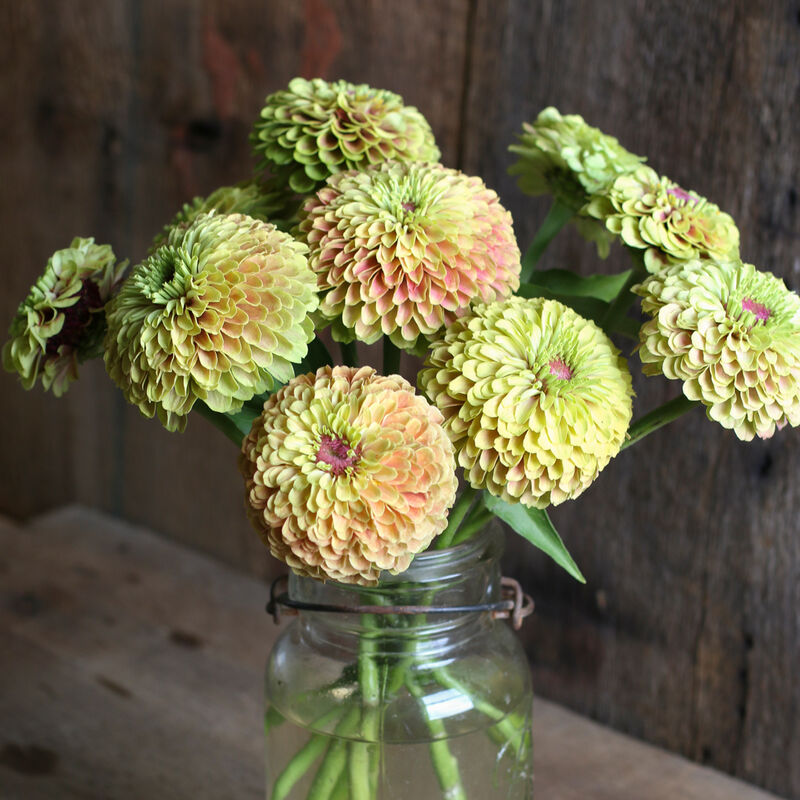 Queeny Lime with Blush - Semillas de Flor Zinnia
