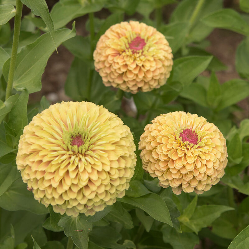 Queeny Lime with Blush - Semillas de Flor Zinnia