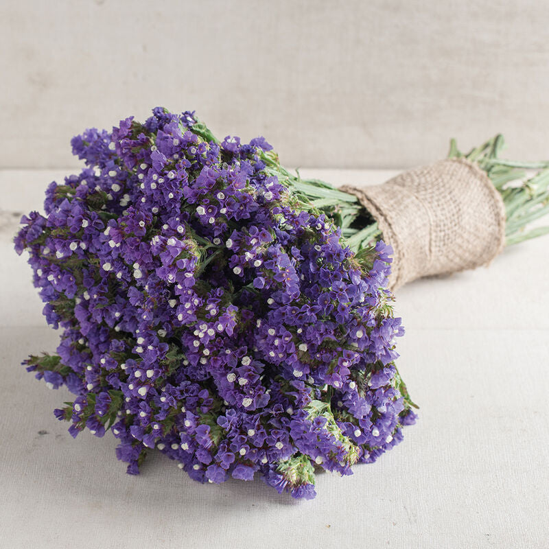 Seeker Blue - Semillas de Flor Statice Azul