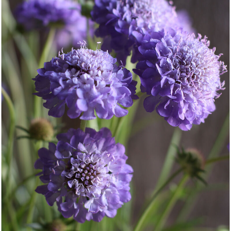 Oxford Blue - Semillas de Flor Escabiosa