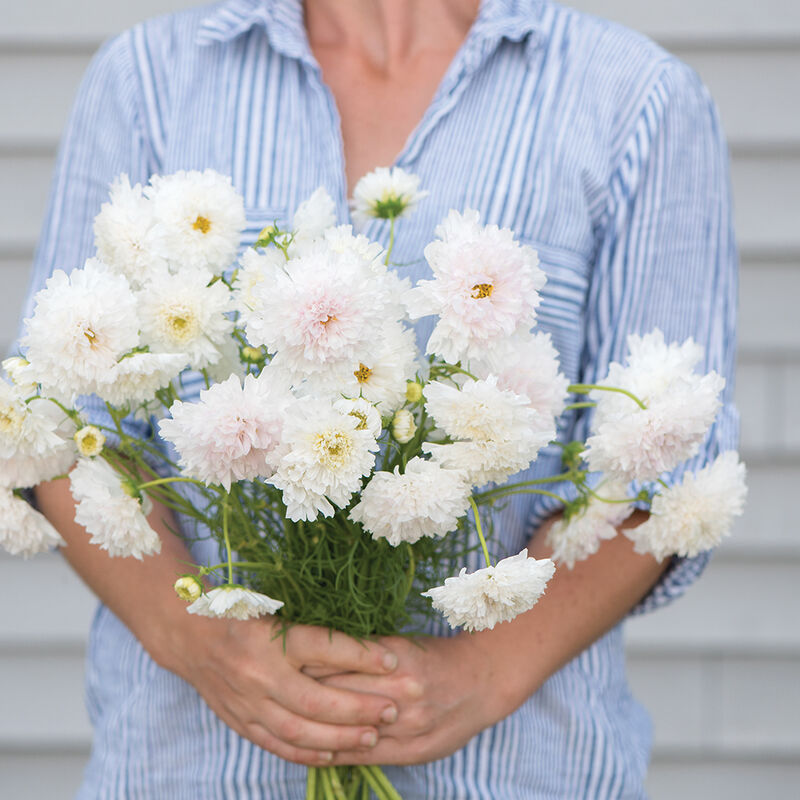 Double Click Snow Puff - Semillas de Flor Cosmos