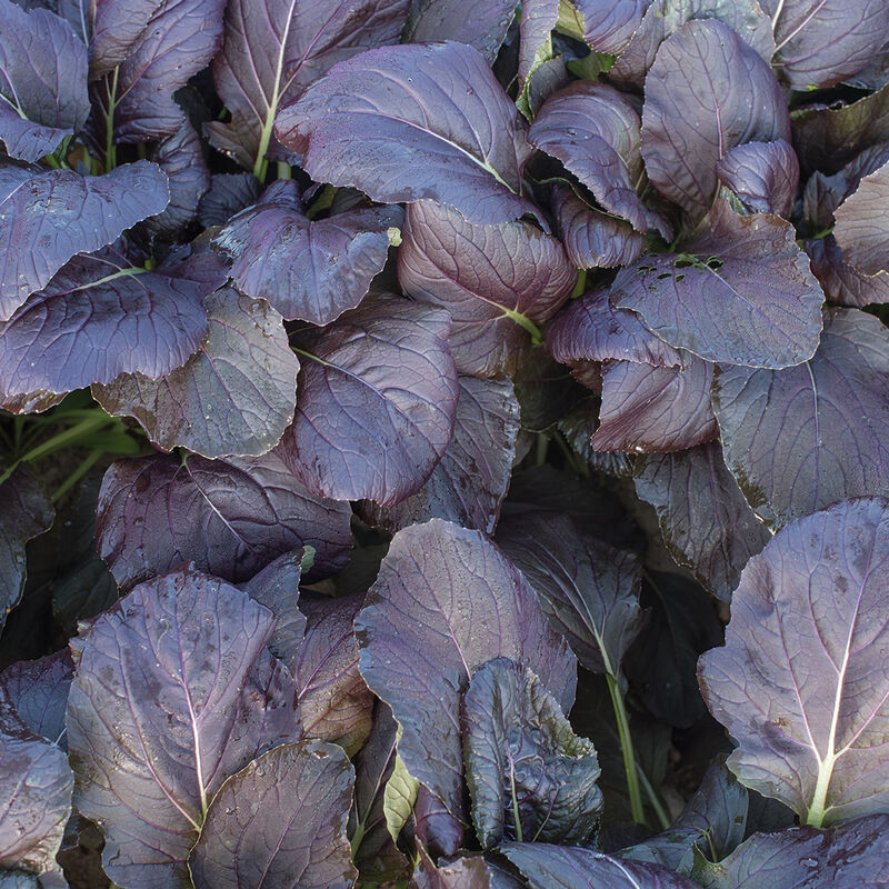 Red Kingdom - Semillas F1 de Hoja de Asiática de Mostaza