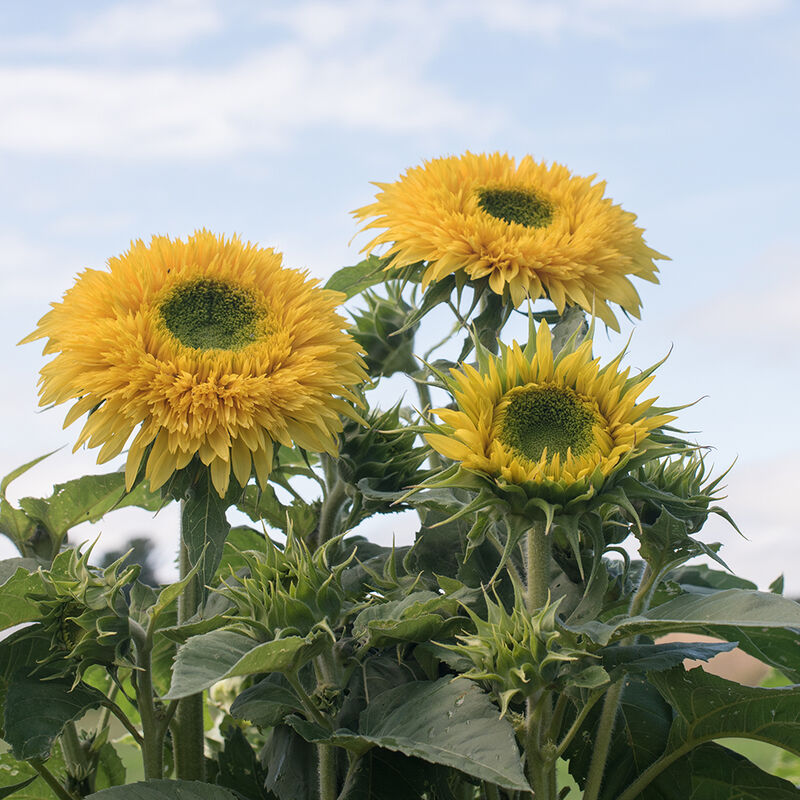 Lemonade - Semillas de Girasol Alto