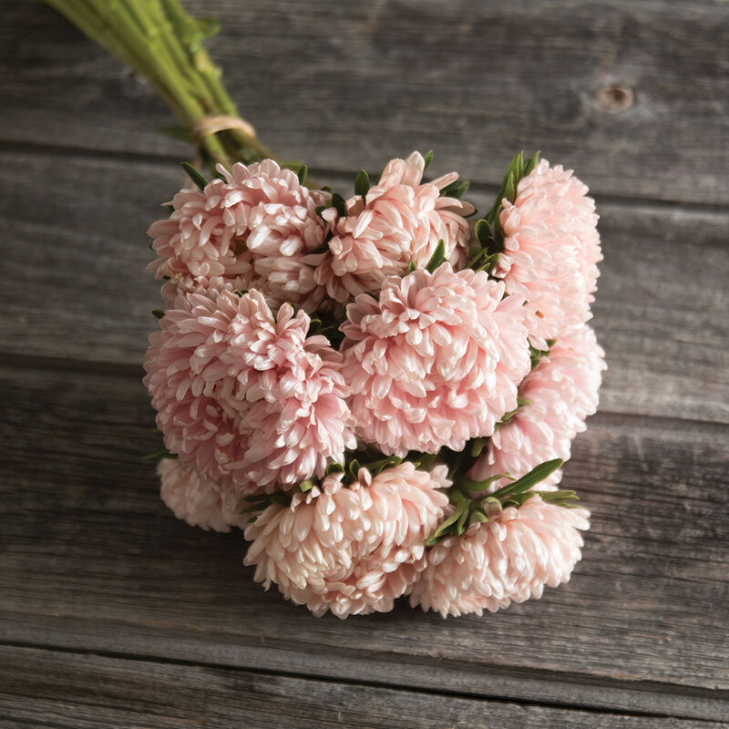 Tower Chamois - Semillas de Flor China Aster Rosa