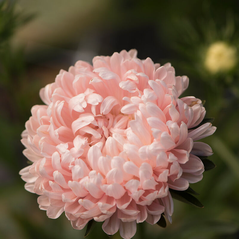 Tower Chamois - Semillas de Flor China Aster Rosa