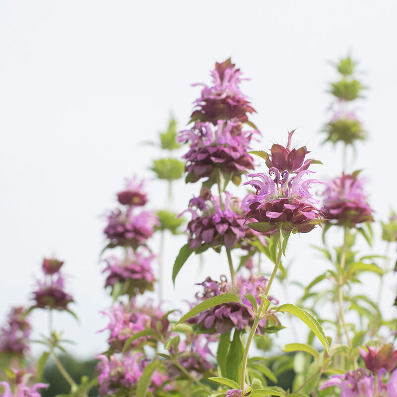 Lemon Mint - Semillas de Flor Monarda de Limón