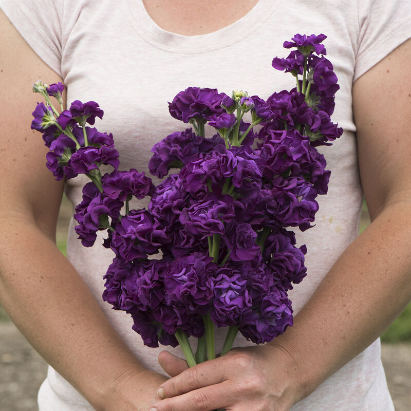 Iron Purple - Semillas de Flor Alelí