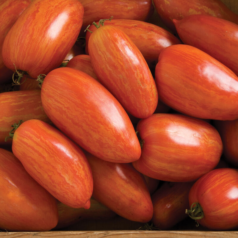 Speckled Roman - Semillas de Tomate Pera Orgánico